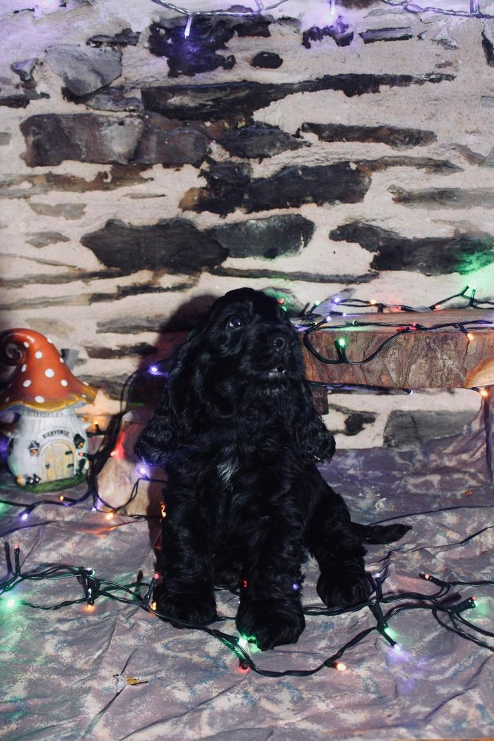 Majalis Rosae - Cocker Spaniel Anglais - Portée née le 10/10/2022