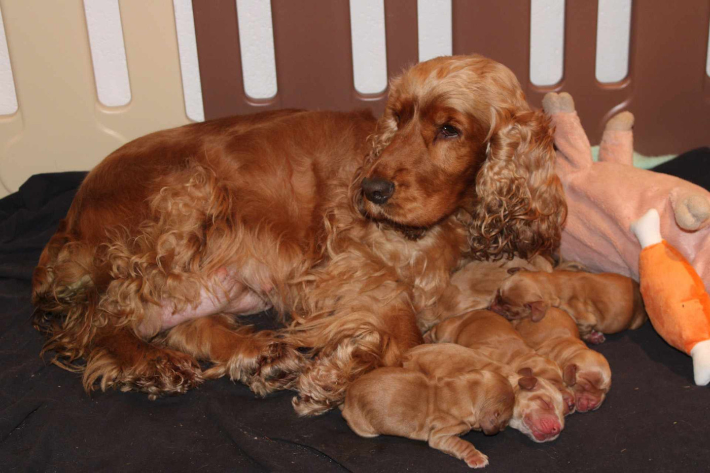 Majalis Rosae - Cocker Spaniel Anglais - Portée née le 04/02/2024