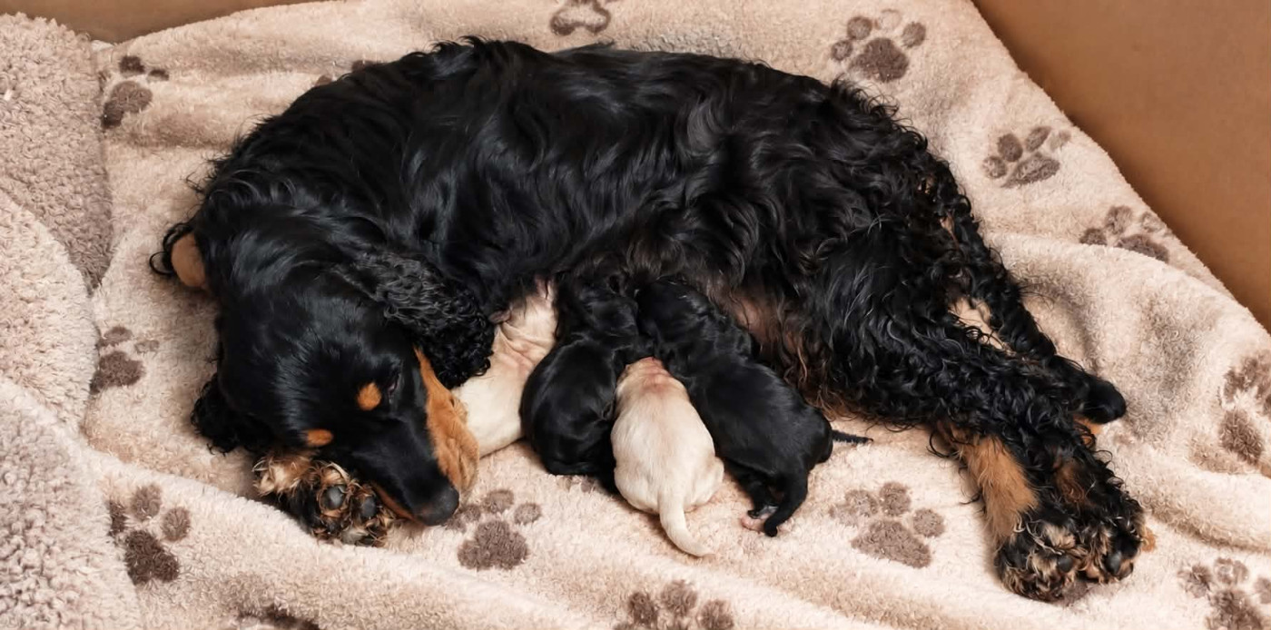 Majalis Rosae - Cocker Spaniel Anglais - Portée née le 12/07/2025