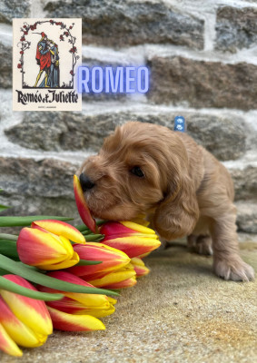 Valentine's Days Romeo