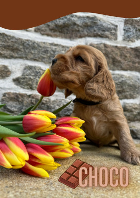 Valentine's Days Choco