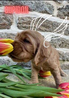 Valentine's Days Cupidon