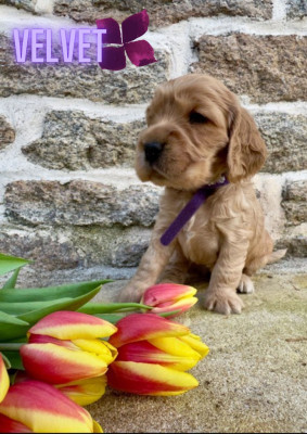 Valentine's Days Velvet